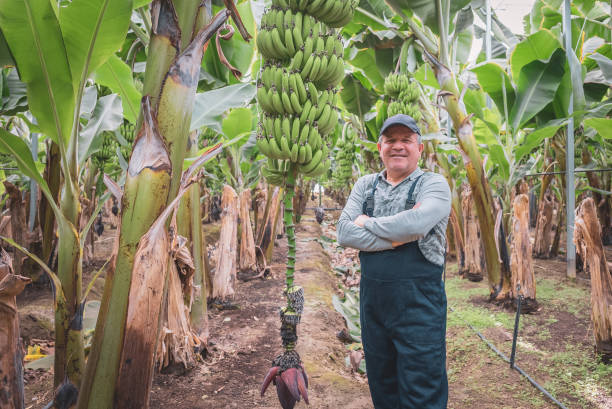 Banana suppliers in Ecuador