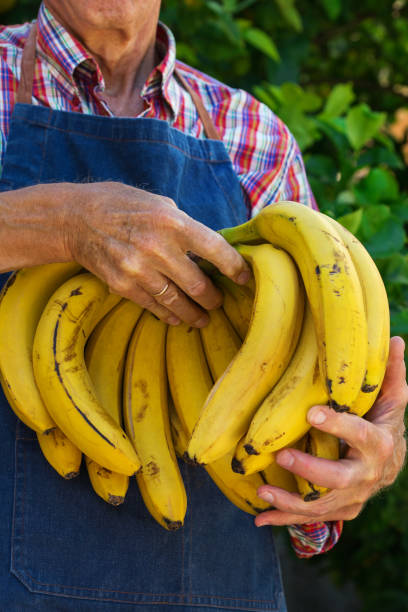 Online Banana Supplier in Ecuador