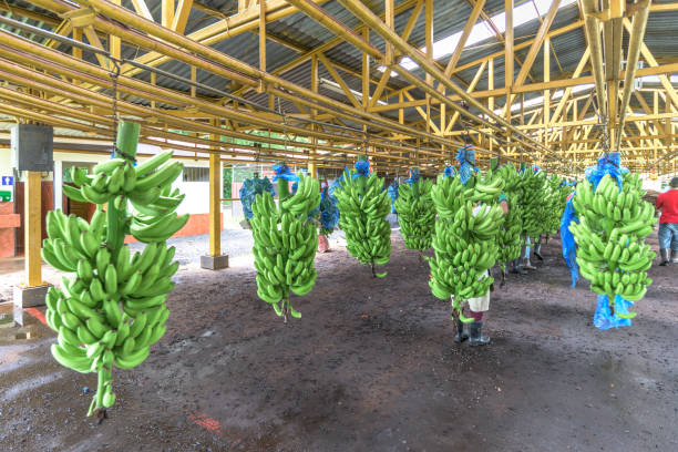 Banana distributors in Ecuador