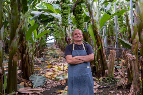 Banana distributors in Ecuador