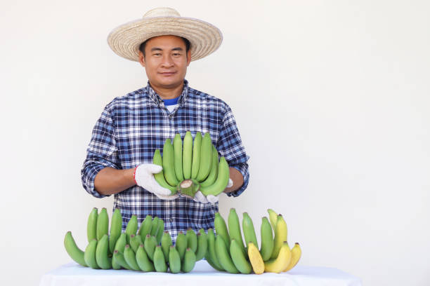 Banana distributors in Ecuador