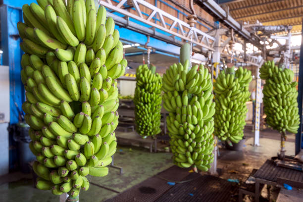 Ecuador banana export companies